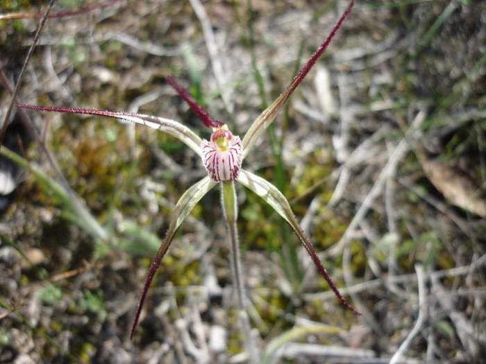 Caladenia longicauda-White-spider-orchid-0013.JPG